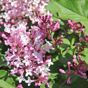 SCENT AND SENSIBILITY™ PINK LILAC