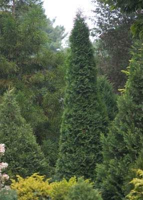 NORTH POLE® ARBORVITAE