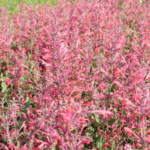 KUDOS™ CORAL HYSSOP
