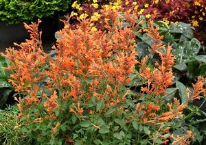 KUDOS™ MANDARIN HYSSOP