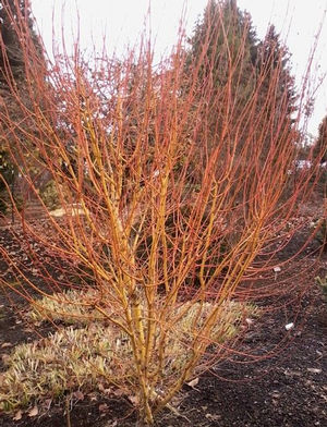BIHOU UPRIGHT JAPANESE MAPLE