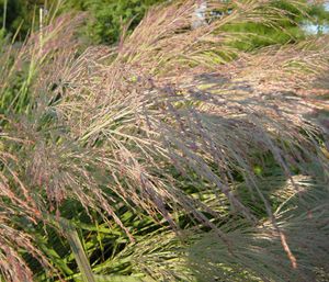 DALLAS BLUES SWITCH GRASS