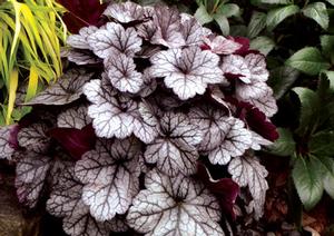 GLITTER CORAL BELLS