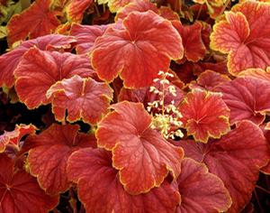 DELTA DAWN CORAL BELLS