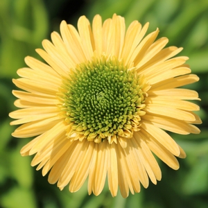 METEOR™ YELLOW CONEFLOWER
