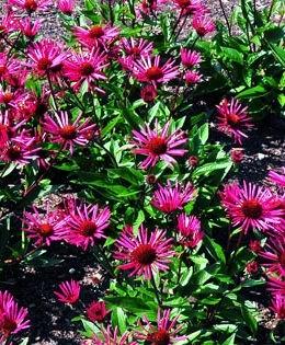 BURGUNDY FIREWORKS CONEFLOWER