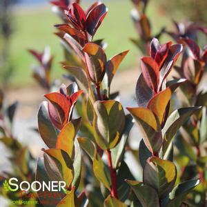 DOUBLE FEATURE® CRAPEMYRTLE