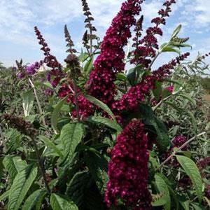 CRANRAZZ™ BUTTERFLY BUSH