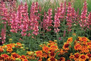 KUDOS™ AMBROSIA HYSSOP