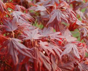 ARATAMA UPRIGHT JAPANESE MAPLE