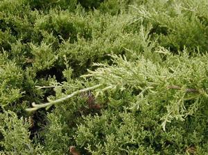 GOLD COAST® JUNIPER
