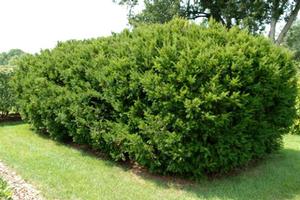 BROWN'S YEW