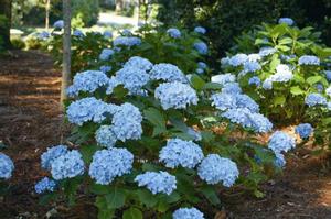 MINI PENNY™ ROYAL MAJESTICS® HYDRANGEA