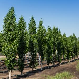 PARKLAND PILLAR® BIRCH