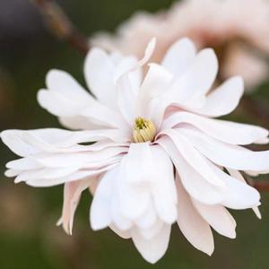 CENTENNIAL BLUSH™ STAR MAGNOLIA