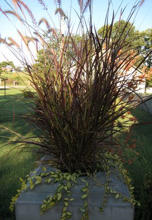 PURPLE FOUNTAIN GRASS
