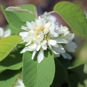 STANDING OVATION™ SERVICEBERRY