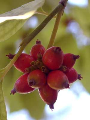 WHITE FLOWERING DOGWOOD