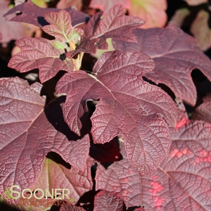 GATSBY MOON® OAKLEAF HYDRANGEA