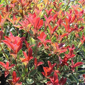 PINK MARBLE™ PHOTINIA