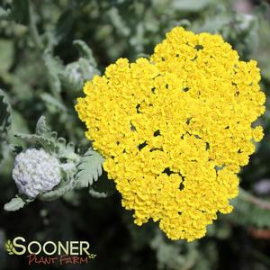 MOONSHINE YARROW