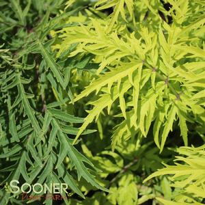 LEMONY LACE® ELDERBERRY