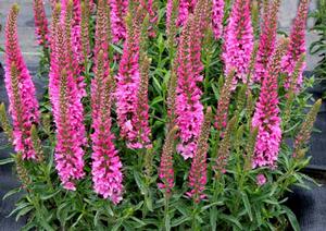 ASPIRE SPEEDWELL