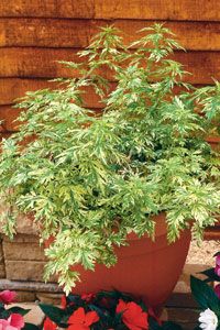 ORIENTAL LIMELIGHT WORMWOOD