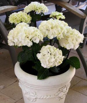 ZEBRA HYDRANGEA