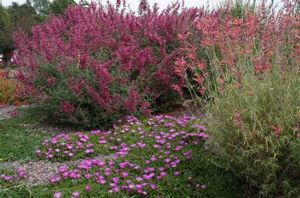 SONORAN SUNSET® HYSSOP
