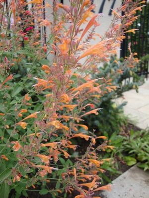 CORONADO® HYSSOP