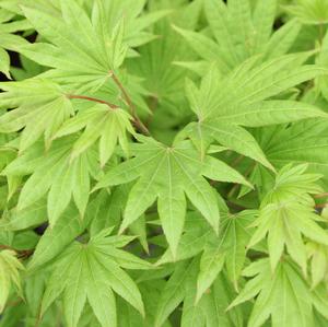 MOONRISE UPRIGHT JAPANESE MAPLE