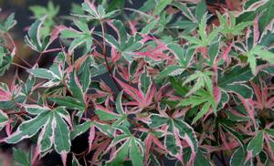 SHOJO NO MAI UPRIGHT JAPANESE MAPLE