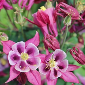 BIEDERMEIER COLUMBINE