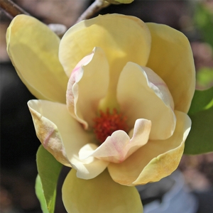 SUNSATION MAGNOLIA