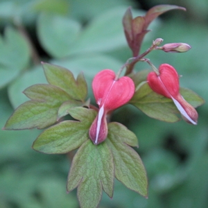 VALENTINE BLEEDING HEART