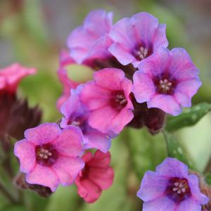 SILVER BOUQUET LUNGWORT