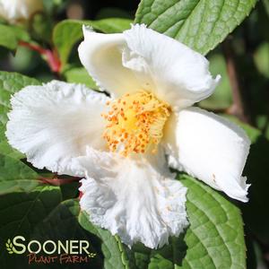 JAPANESE STEWARTIA