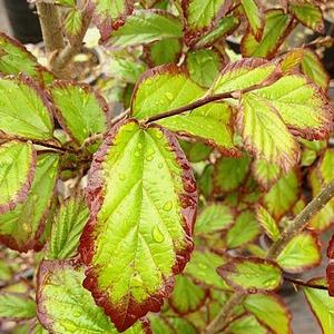 PERSIAN SPIRE™ IRONWOOD