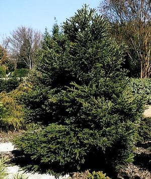 GYOKURYU JAPANESE CRYPTOMERIA