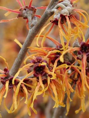 JELENA WITCH HAZEL