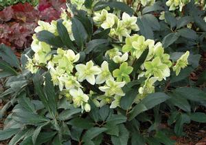 HONEYHILL JOY LENTEN ROSE
