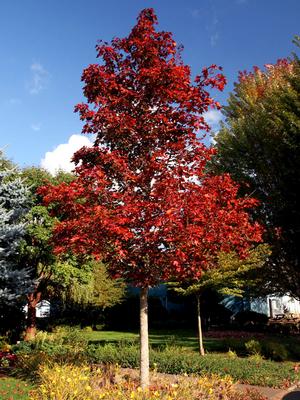 CRIMSON SUNSET® MAPLE