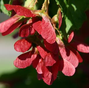 HOT WINGS® TATARIAN MAPLE