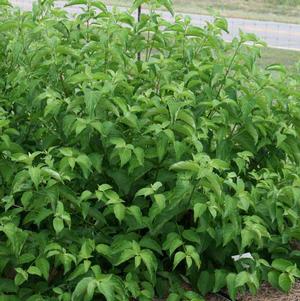 CAYENNE DOGWOOD