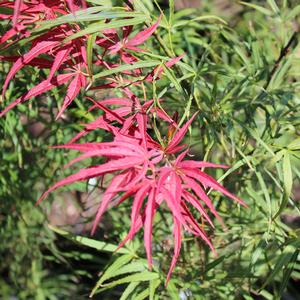 RED PYGMY DWARF UPRIGHT JAPANESE MAPLE