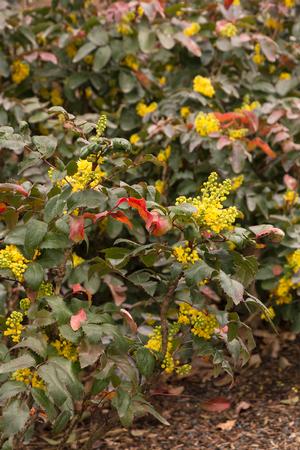 CREEPING MAHONIA