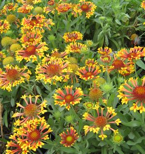 FANFARE BLANKET FLOWER