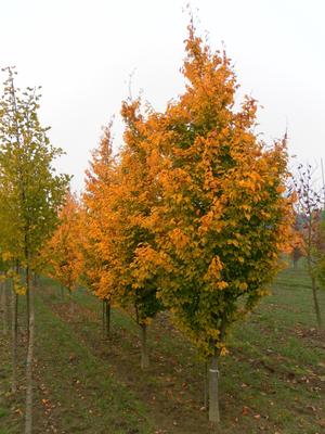 GOLDEN BELLTOWER™ IRONWOOD