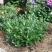 LOW SCAPE MOUND® CHOKEBERRY